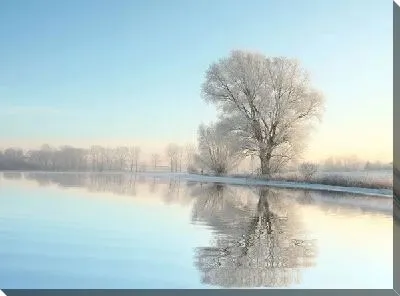 Постер Дерево у озера (Tree by the lake)