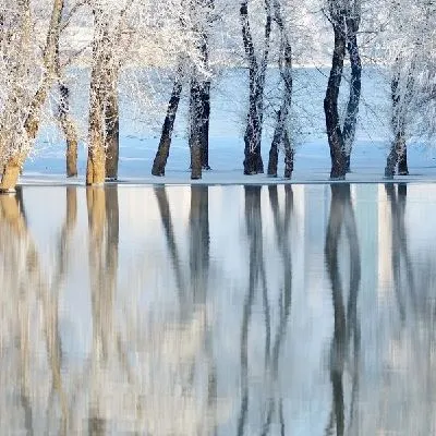 Плакат Деревья отражающиеся в воде (Trees reflecting in the water)