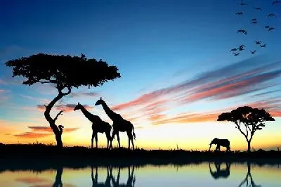 Дикие животные Африки (Wild Animals of Africa)