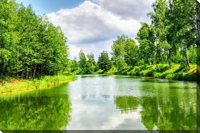 Постер Озеро в лесу (Lake in the forest)