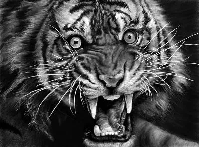 Плакат Тигр (Tiger) №17