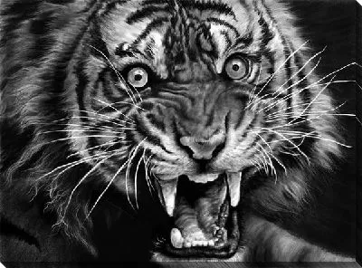 Постер Тигр (Tiger) №17
