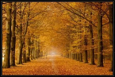 Аллея осенью (Alley in autumn)