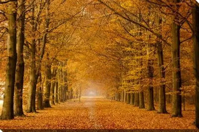 Аллея осенью (Alley in autumn)