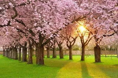 Плакат Весенний сад (Spring garden)