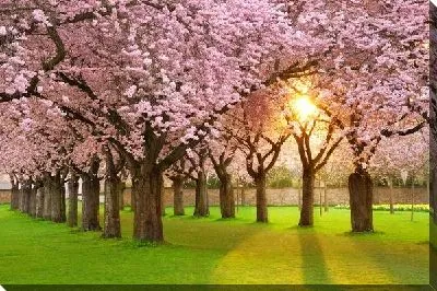 Постер Весенний сад (Spring garden)