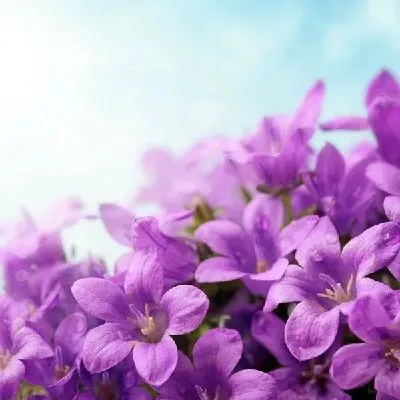 Плакат Сиреневые цветы (Purple flowers)