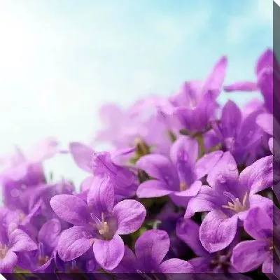 Постер Сиреневые цветы (Purple flowers)