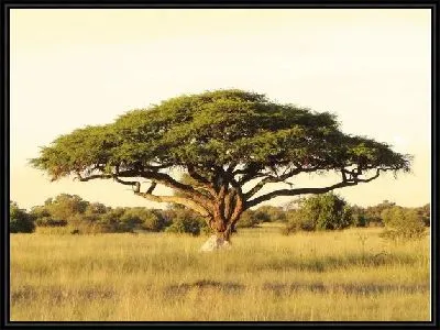 Дерево в Африке (Tree in Africa)