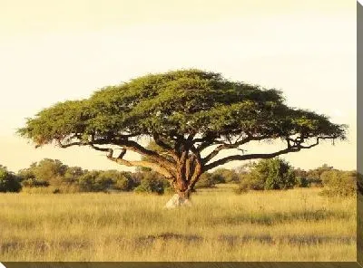 Дерево в Африке (Tree in Africa)
