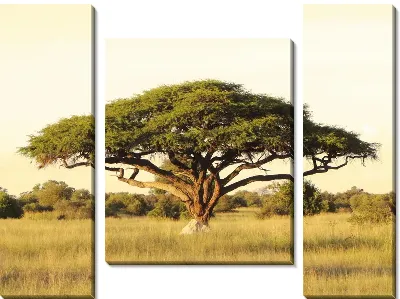 Дерево в Африке (Tree in Africa)