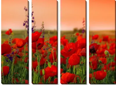 Модульная картина Поле маков (Field of poppies)