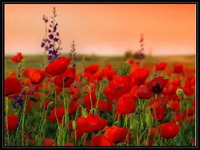Картина Поле маков (Field of poppies)