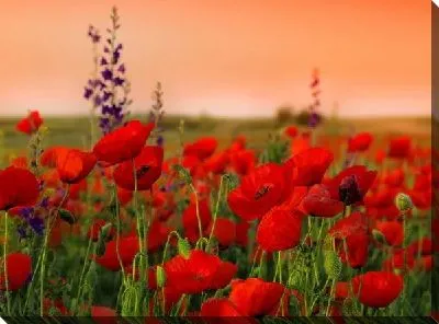 Постер Поле маков (Field of poppies)