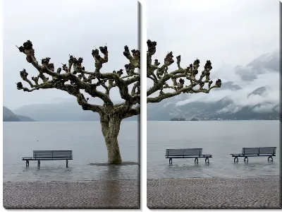 Модульная картина Дерево на набережной (The tree on the waterfront)