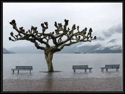 Картина Дерево на набережной (The tree on the waterfront)