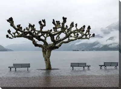 Постер Дерево на набережной (The tree on the waterfront)
