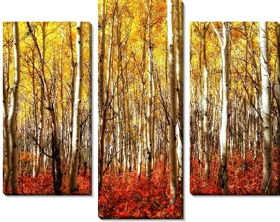 Модульная картина Березы в лесу (Birch trees in a forest)