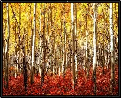 Картина Березы в лесу (Birch trees in a forest)