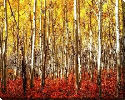 Постер Березы в лесу (Birch trees in a forest)