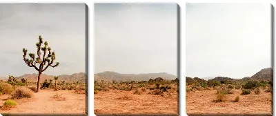 Модульная картина Кактусы в пустыне (Cactus in the desert)