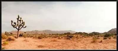 Картина Кактусы в пустыне (Cactus in the desert)