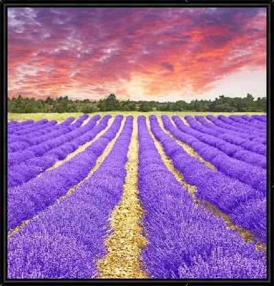 Картина Лавандовое поле (Lavender field)