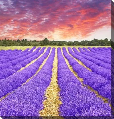 Постер Лавандовое поле (Lavender field)