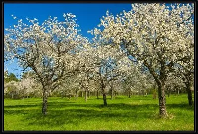Картина Деревья весной (Trees in spring)