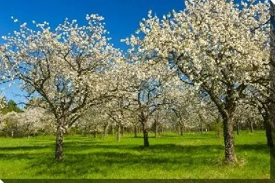 Постер Деревья весной (Trees in spring)