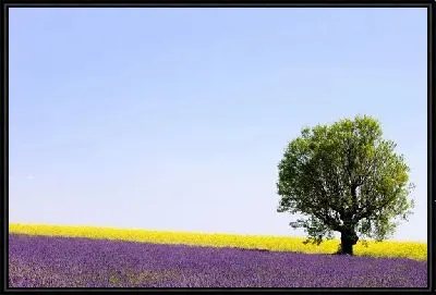 Картина Поле с цветами (Field of flowers)