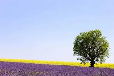 Плакат Поле с цветами (Field of flowers)