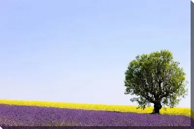 Постер Поле с цветами (Field of flowers)