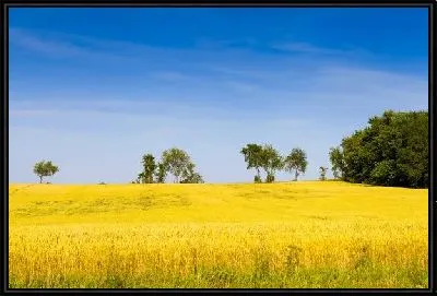 Картина Пшеничное поле (Wheatfield)