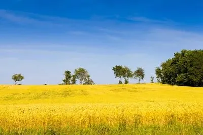 Плакат Пшеничное поле (Wheatfield)
