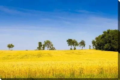 Постер Пшеничное поле (Wheatfield)