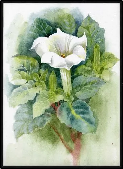 Картина Белый цветок (White flower)