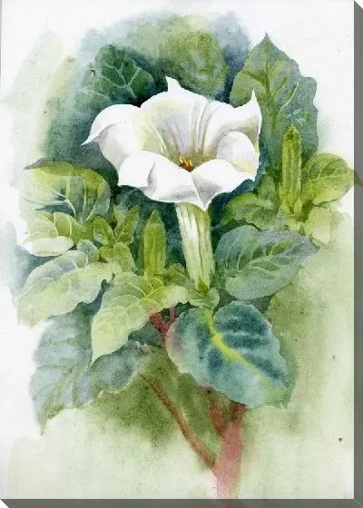 Картина маслом Белый цветок (White flower)