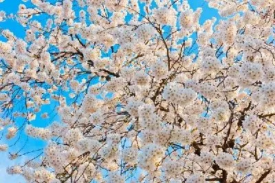 Плакат Цветущее дерево (Blooming tree)