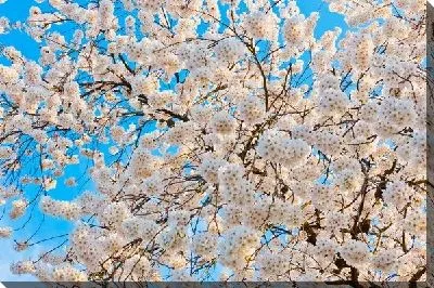 Постер Цветущее дерево (Blooming tree)