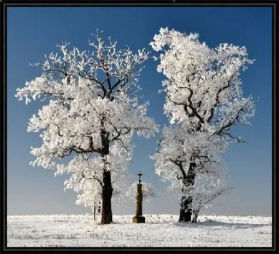 Картина Заснеженные деревья (Snow-covered trees)