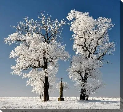 Постер Заснеженные деревья (Snow-covered trees)