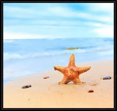 Картина Морская звезда на берегу океана (Starfish on the beach)