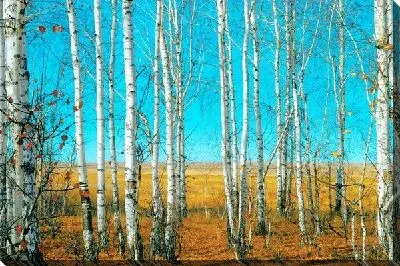 Постер Березы в лесу (Birch trees in a forest) №2