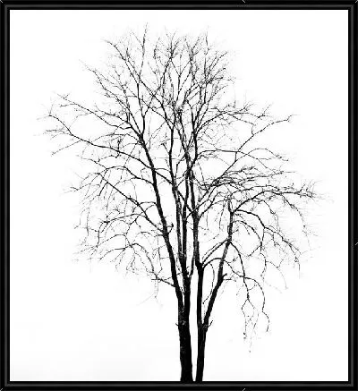 Картина Дерево на белом фоне (A tree on a white background)