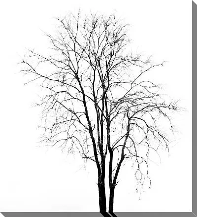 Постер Дерево на белом фоне (A tree on a white background)