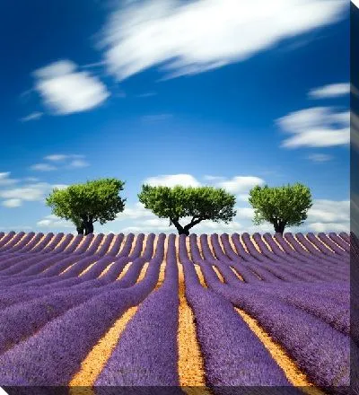 Постер Лавандовое поле (Lavender field) №2
