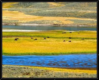 Картина Поле с буйволами (Field with buffalo)