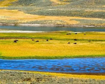Плакат Поле с буйволами (Field with buffalo)