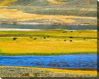 Постер Поле с буйволами (Field with buffalo)